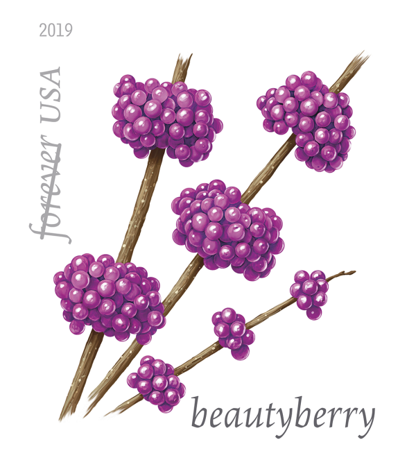 ベリーズさん専用  葉書 Winter Berries — Stamps Forever